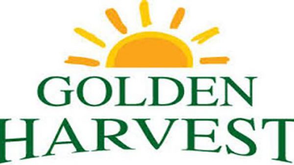 Golden-Harvest